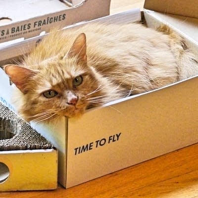 Fur, Feathers and Flutes pets 06