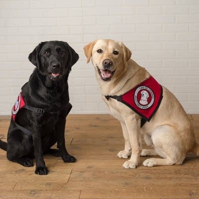 Fur, Feathers and Flutes pets 02