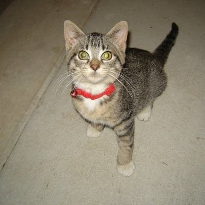 Fur, Feathers and Flutes pets 01