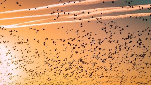 Randi Hacker sings new words to old tunes