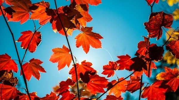 Celebrate autumn with our specially curated classical music playlist