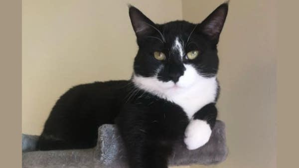 Poster A black and white cat sits on a shelf