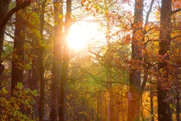 Poster Giving Thanks, an autumn tradition.