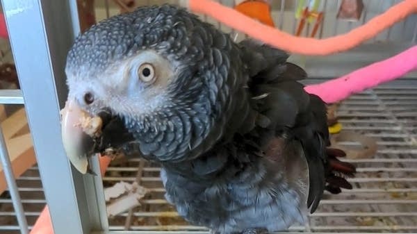 Poster A parrot enjoys listening to music